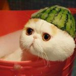 見た目で優位に立つ(9)