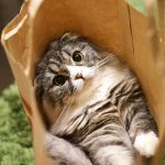 もはや終わった「やり方」