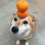主体性なく、頭も悪い人々