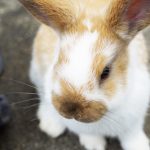 「パンフレット君」以下の存在・・・