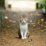 「ちゃんとしてない人」は、売れません!