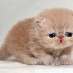 あなた……バカ？
