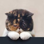 生保セールスビジネスの「現状」と「これから」