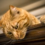 見た目で優位に立つ(11)
