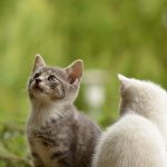TSRの正しい使い方
