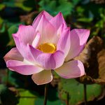 「オカンのような中年になりたい」