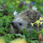 見込み客に選択させない？