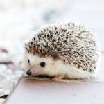 そんなことも知らないの?