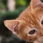 見込み客発見の「原則」を知るチャンス!