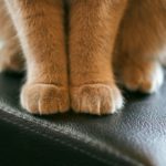 鬼滅隊に入る必要はありません