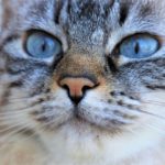 「1社専属なので、私には無理なのです」