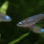 メダカの卵の「真理」