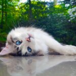 ビジネスにおける3つの障害