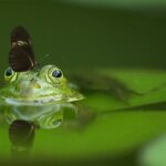カエルを捕る