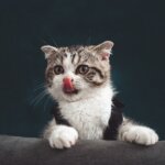 「これこそが悪!」とは対極の世界