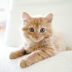 与えたCSIの総量と年収が比例する!