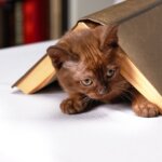本、読まないのかな？