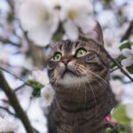 桜が咲いたよ!