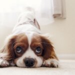 それって、あなたに向いているの?
