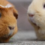 人の話を聞くな!