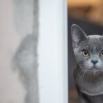「面会日」を利用してください