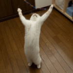 真夜中、一人、叫ぶ!