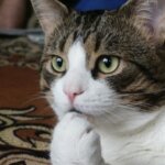 マジでこれが言いたいのです！